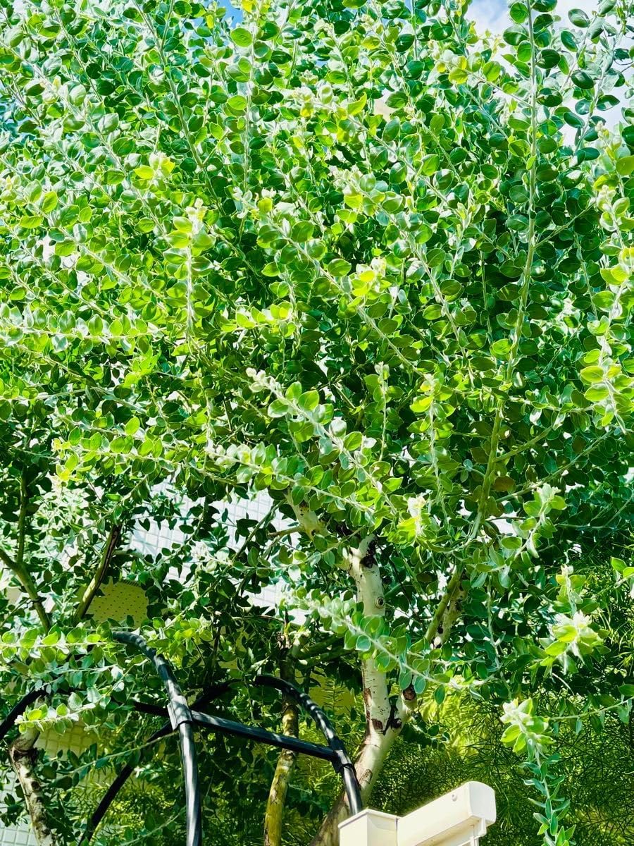 和ママ様フレッシュミモザ枝② - メルカリ M様フレッシュミモザ枝